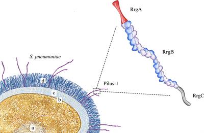 Pilus of Streptococcus pneumoniae: structure, function and vaccine potential